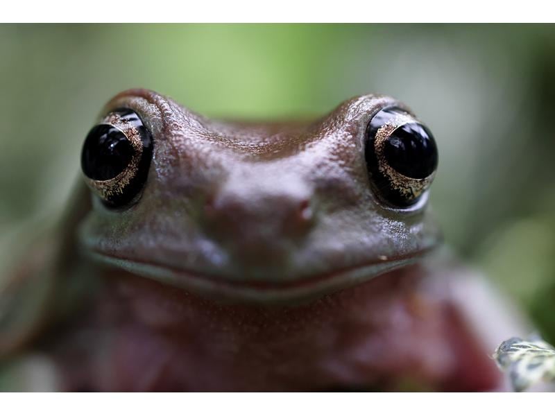 Canon Festbrennweite RF 100mm F/2.8 L Macro IS USM – Canon Makroobjektiv mit einer unglaublichen 1.4-fachen Vergrösserung