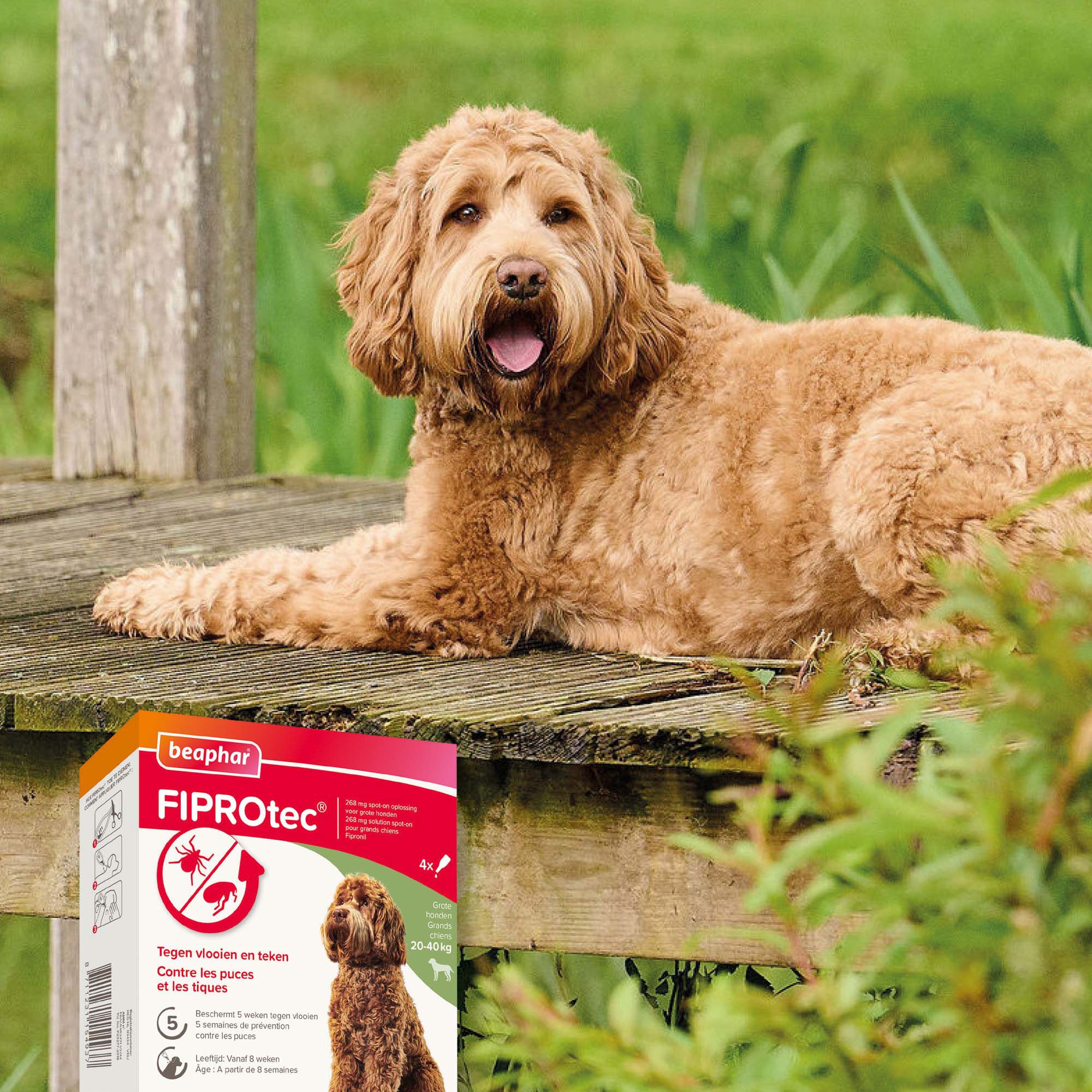 Beaphar Fiprotec Pipet - Anti Vlooien en teken - Hond - 4 Stuks - L