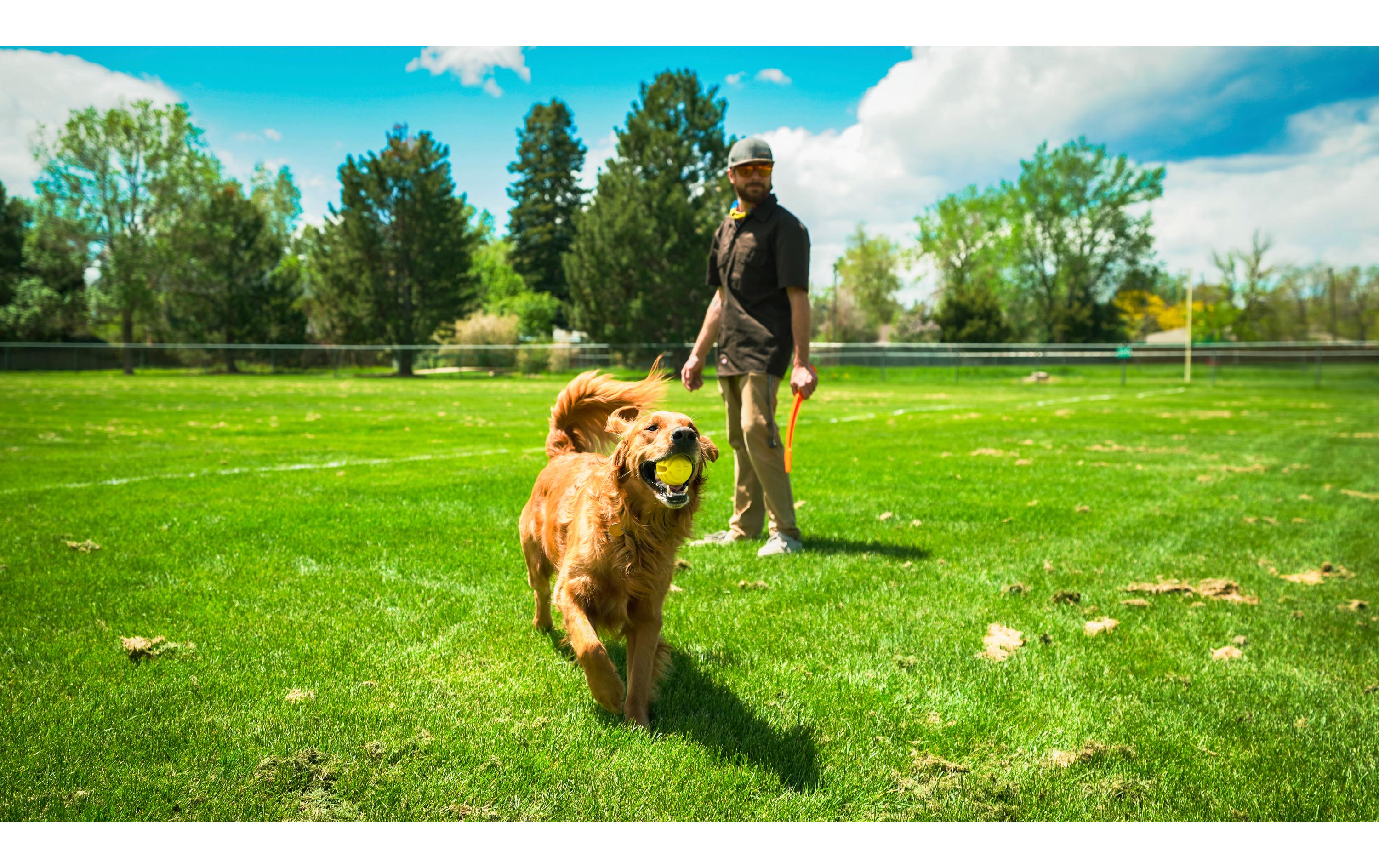 Hunde-Spielzeug Flingerz Ball mit Launcher, Orange/GelbWurf-Hundespielzeug