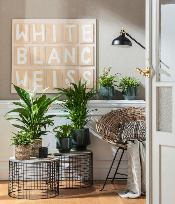 Air So Pure® Einblatt - Spathiphyllum