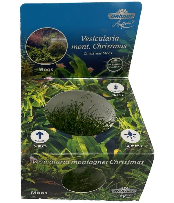 Dehner Aqua Premium Christmas-Moos -