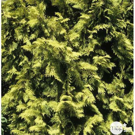 Chamaecyparis Lawsoniana Allumii Gold : 100/125 cm pot 4L
