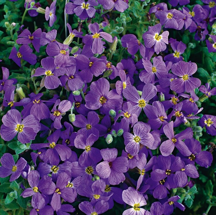 Blauwkussen (Aubrieta 'Cascade Blue') D 9 H 5 cm