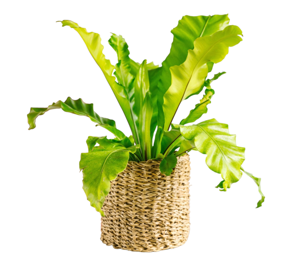 Plante d'intérieur - fougère asplenium nidus h60cm 60cm