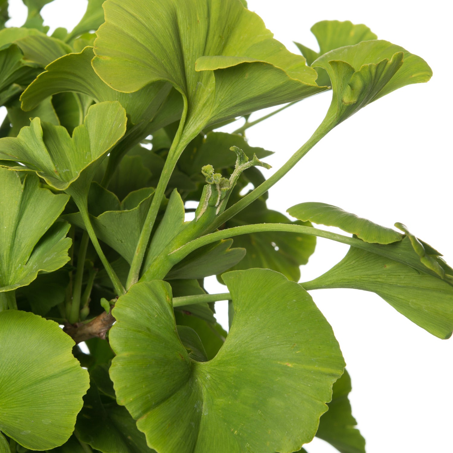 Japanse Notenboom op stam (Ginkgo biloba) D 27 H 90 cm