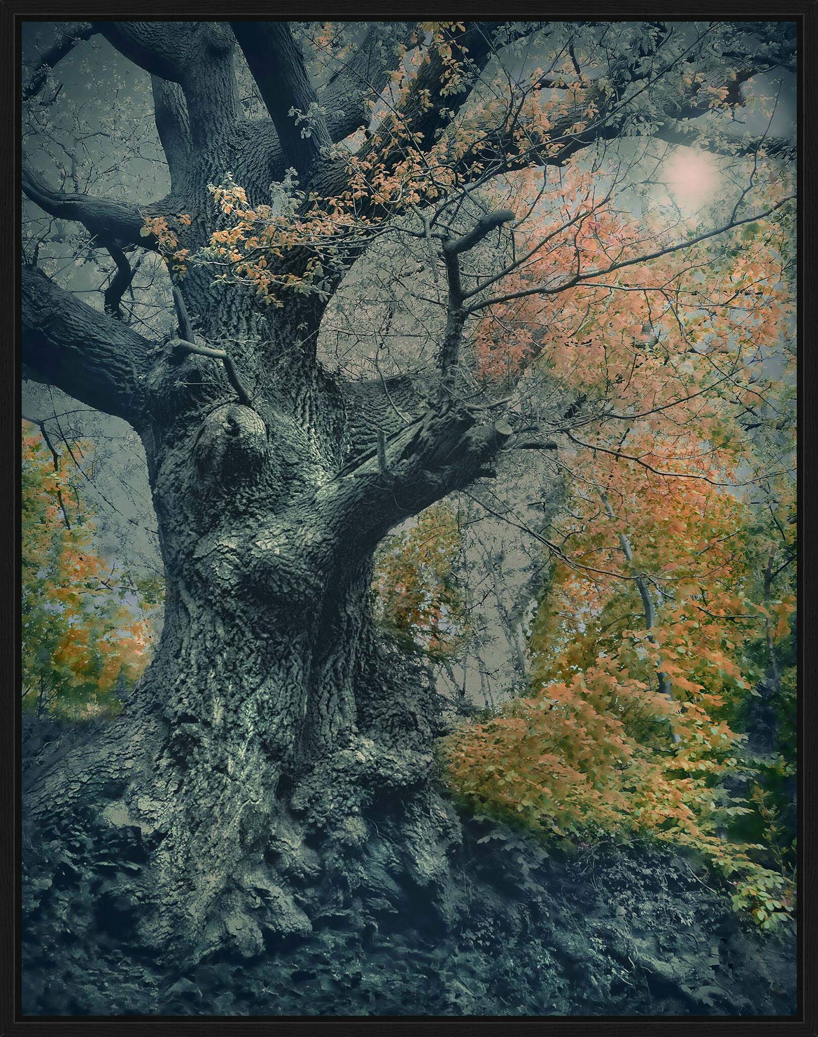 Ancient Oak by Barry Cawston - Limited Edition. Edition of: 150. Signed.