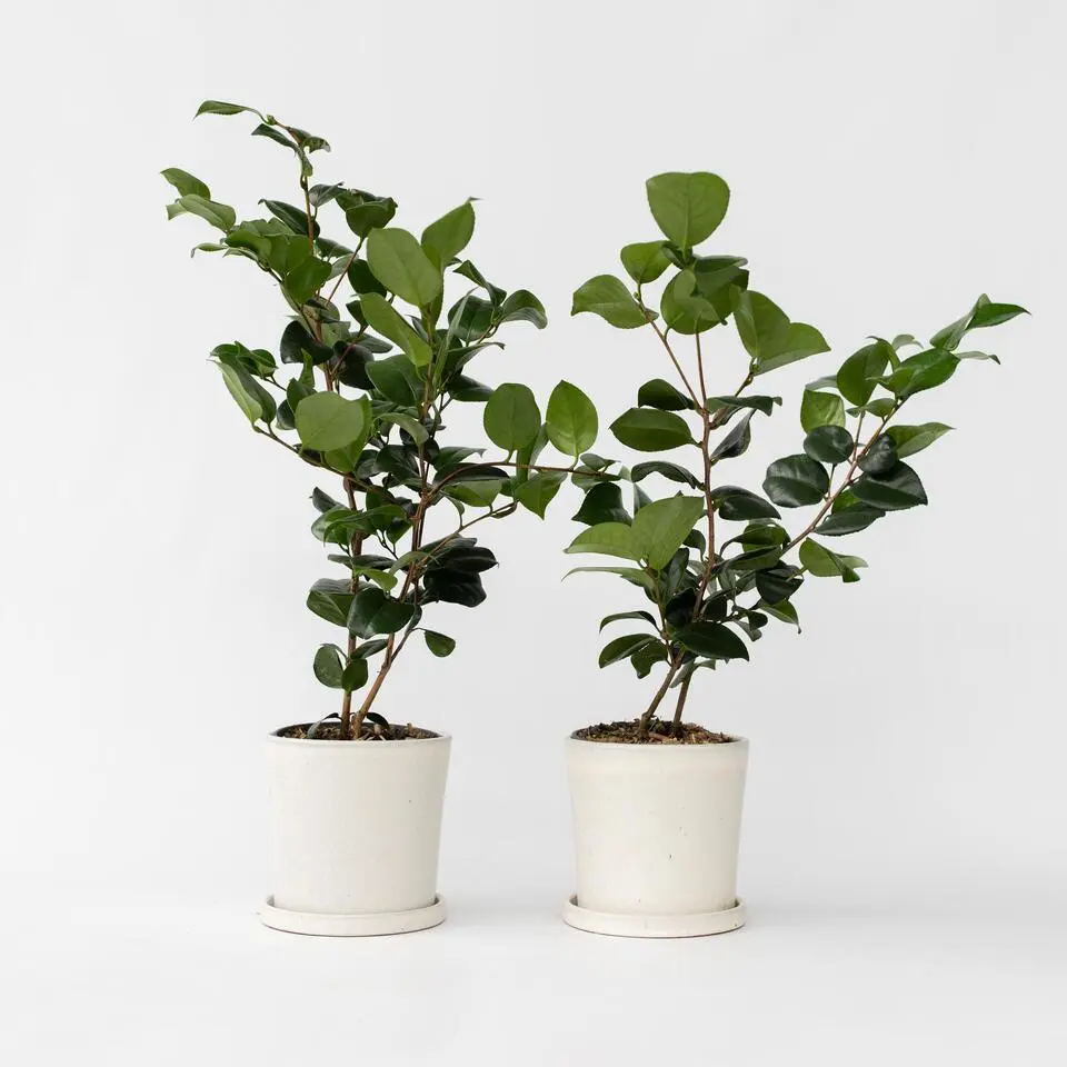 Japanse Roos - Set van 2 - Camellia 'Bonomiana' - Hoogte 50-60cm - ⌀15cm