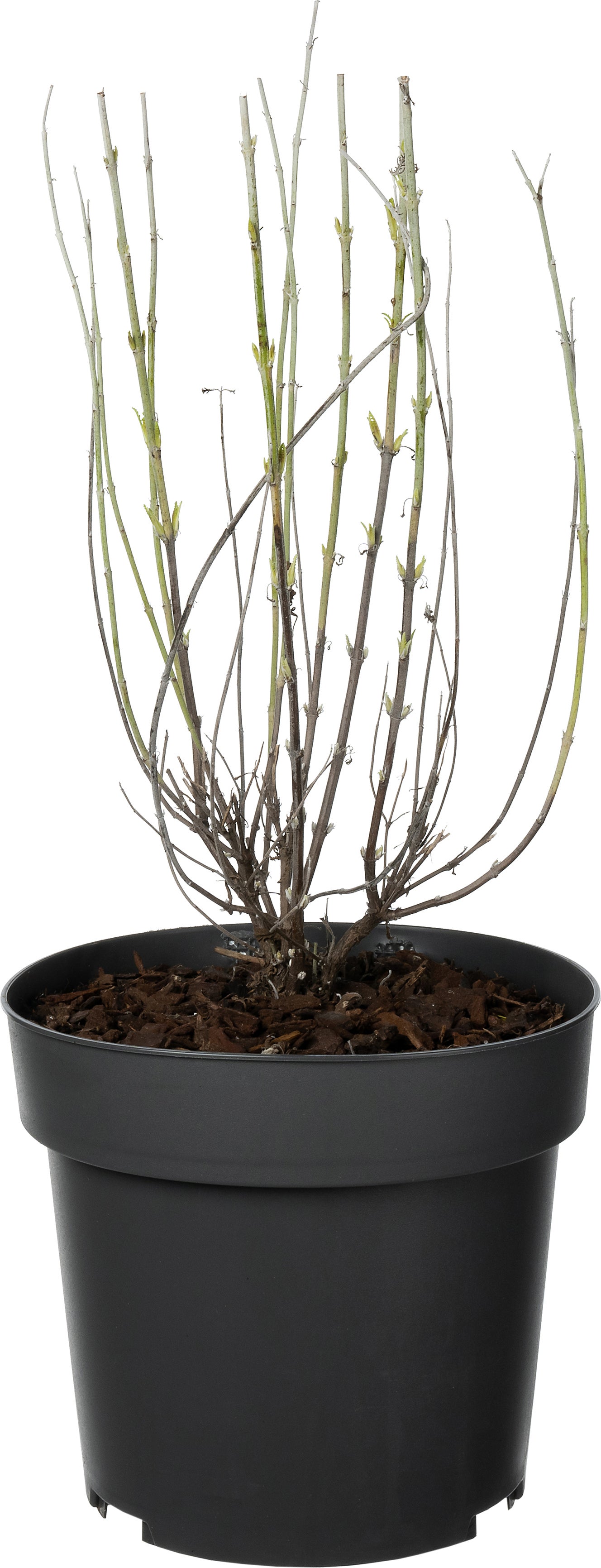 Reuzen Lavendel (Perovskia atriplicifolia 'Blue Spire') D 19 H 30 cm