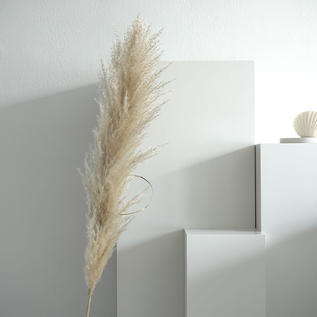 Stijlvolle sfeer: Pampasgras Cortaderia