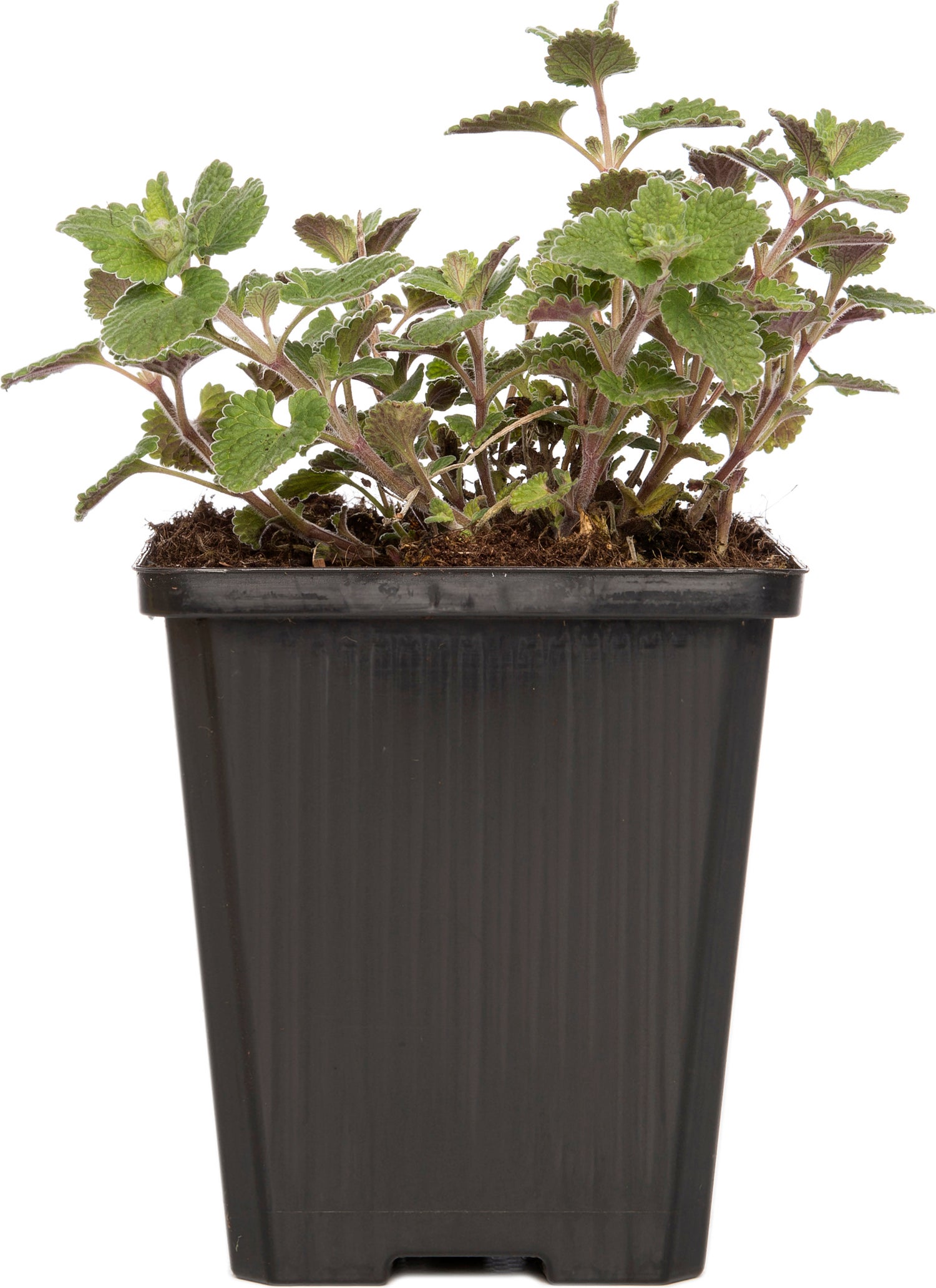 Kattenkruid (Nepeta faassenii) D 9 H 15 cm
