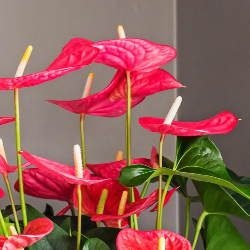 Flamingoplant - Anthurium 'Maine Pink' - Hoogte 55-70cm - ø17cm