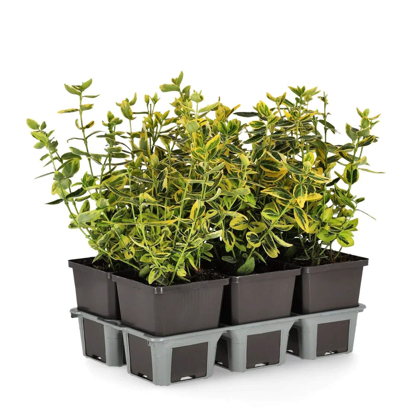 Euonymus fortunei var. radicans 'Emerald 'n' Gold' Beinved 'Emerald 'n' Gold' 6 pk