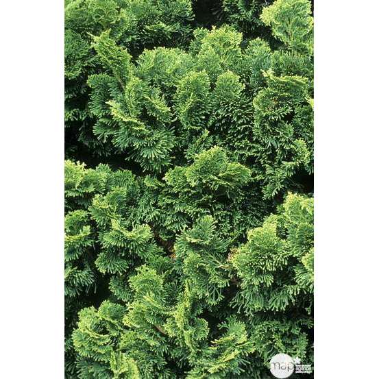 Chamaecyparis obtusa Nana Gracilis : H 25/30 : pot 4 L