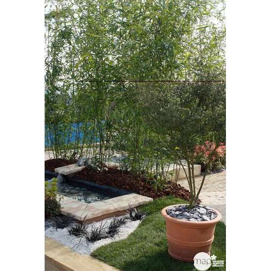 Bambou moyen phyllostachys bissetii 150/200 cm: pot de 18 litres