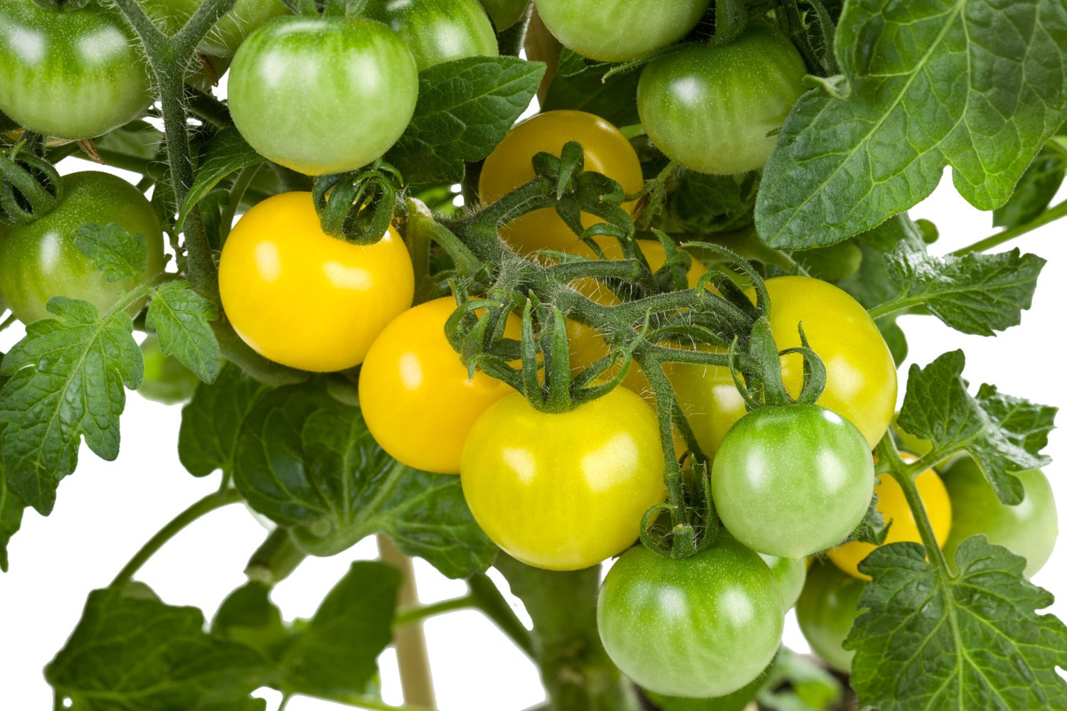 Pick-&-Joy Pluktomaatje geel (Solanum lycopersicum) D 14 H 30 cm