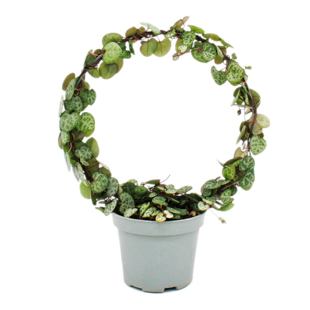 Fleur de chandelier en arc de cercle - ceropegia woodii - string of hearts - pot 9cm