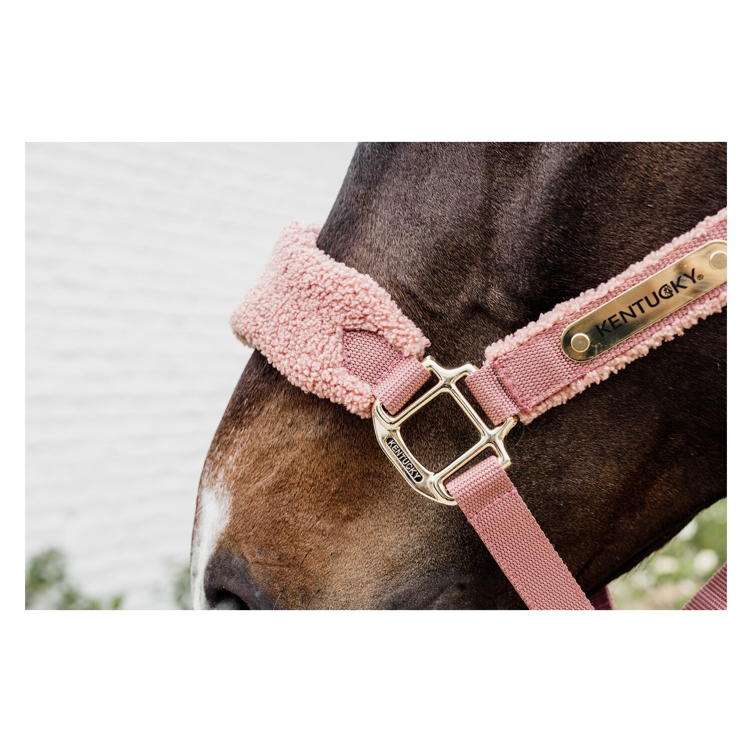 KENTUCKY Teddyfleece-Halfter - old rose