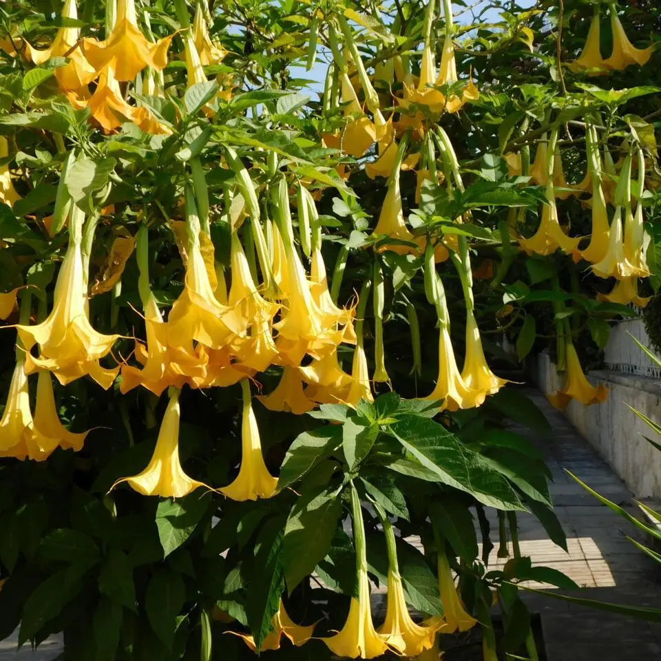 Engelentrompet - Set van 6 - Brugmansia - Hoogte 25-40cm - ⌀9cm
