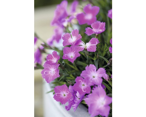 Vaste planten voor het voorjaar FloraSelf, diverse soorten, pot Ø 12 cm