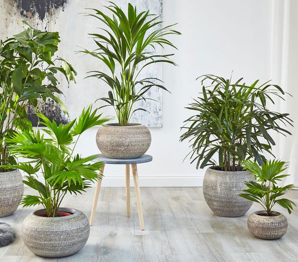 Steckenpalme - Rhapis excelsa