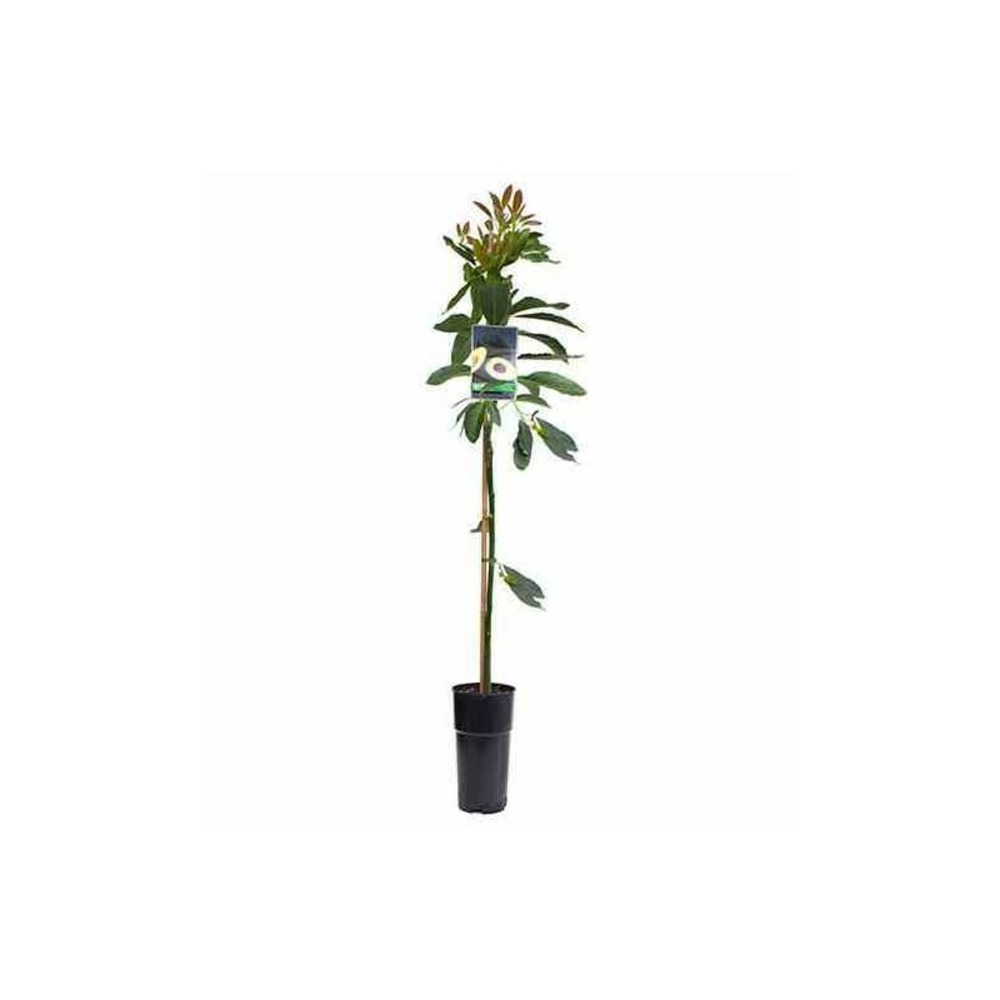 Avocatier persea americana var. Hass adulte (de greffe) blanc - taille pot de 25l - 180/200cm