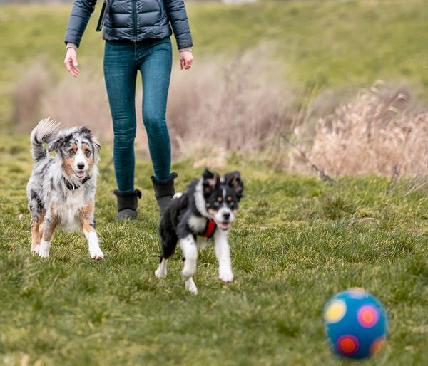Nobby Hundespielzeug Latex-Fußball farblich