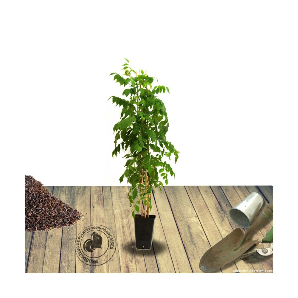 Bignone x tagliabuana madame galen/campsis x tagliabuana 'madame galen'[-]pot de 1,5l - tuteur bambou 30/60 cm