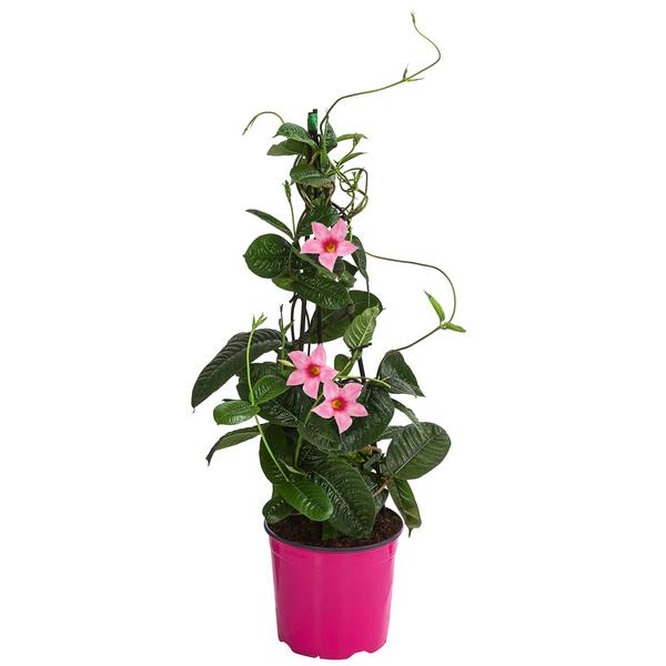 Dipladenie, Pyramide, rosa