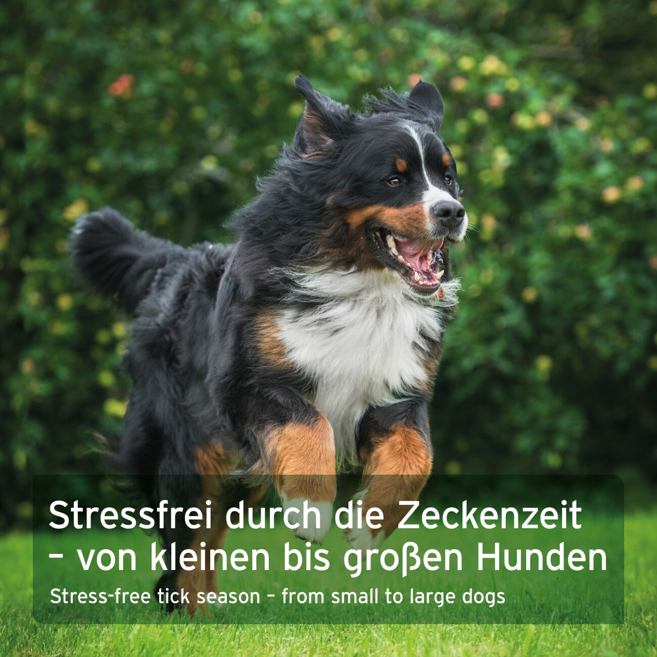 AniForte Zecken Schild (10 bis 35kg) für Hunde 60 Kapseln