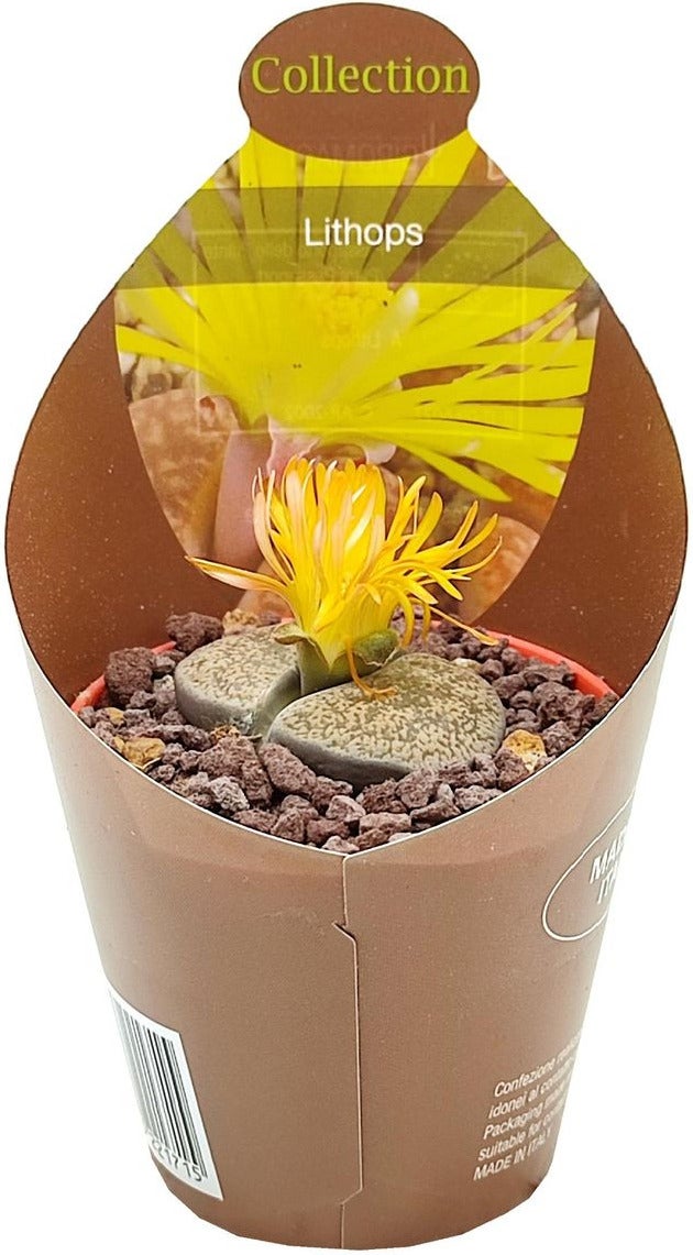 levende stenen (Lithops) D 6,5 H 8 cm
