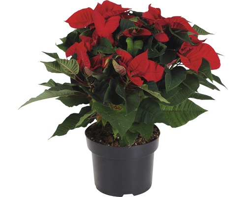 Poinsettia FloraSelf Euphorbia pulcherrima 'Christmas Feeling' H 35-45 cm Ø 15 cm pot
