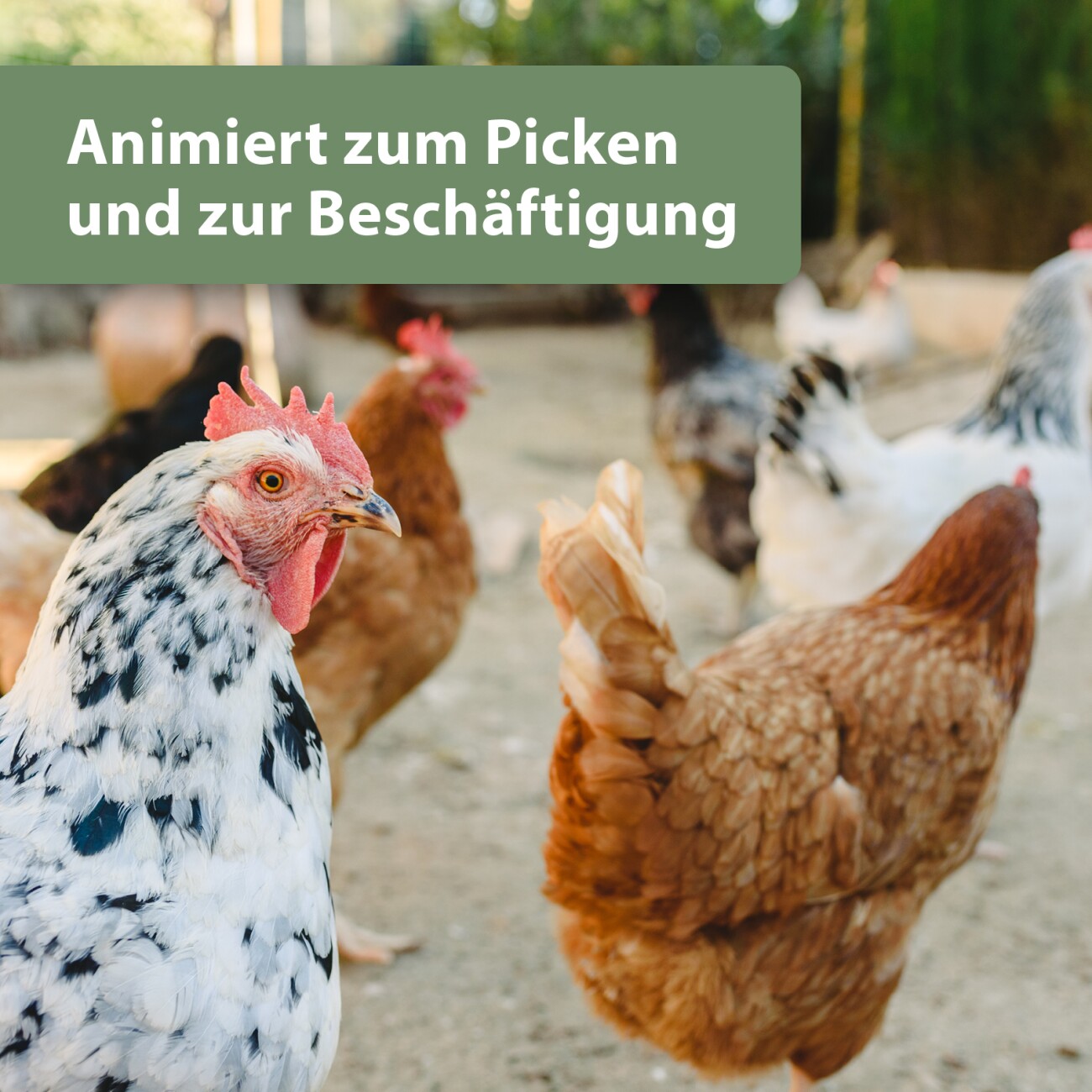 Quiko Hobby Farming Fitness Kräuter Pickrolle 400 g