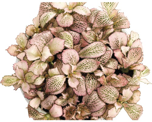 Mozaïekplant FloraSelf Fittonia verschaffeltii 'Zalm Star' H 12-19 cm Ø 12 cm pot