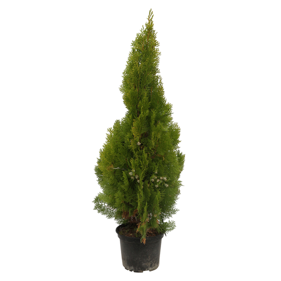 Thuya orientalis 'Pyramidalis Aurea' - Pot 3L