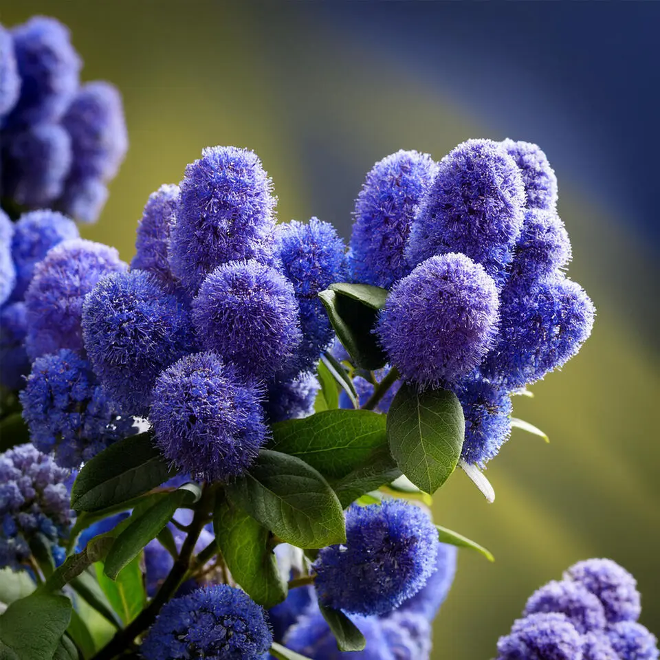 Sering - Set van 2 - Ceanothus Repens - Hoogte 60-70cm - ⌀17cm
