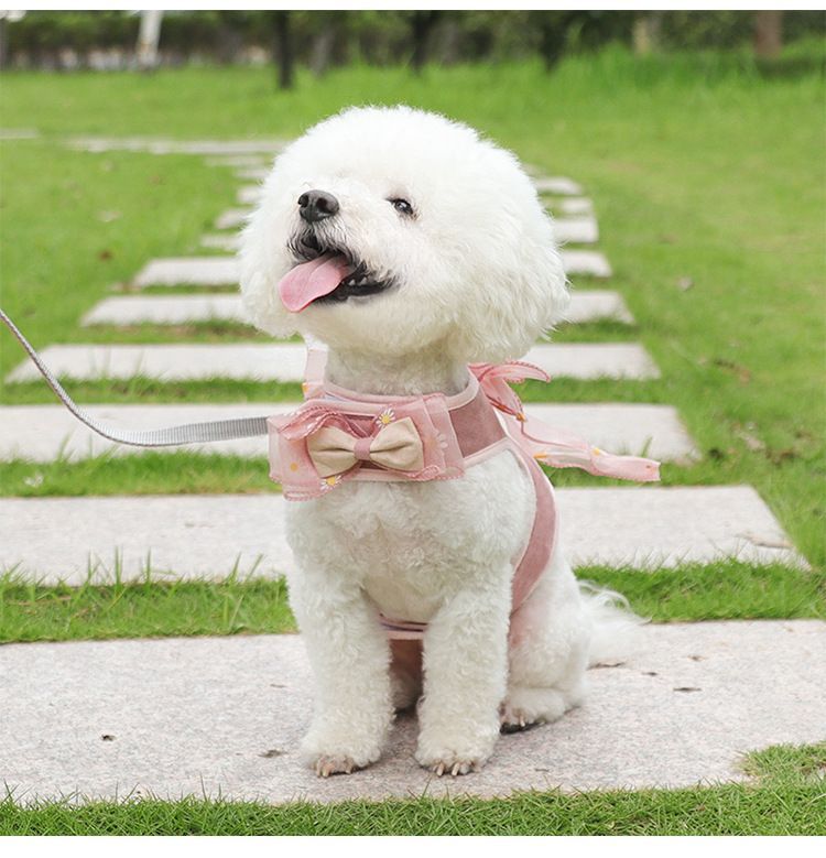 2 nachten - Bow Pet Harness