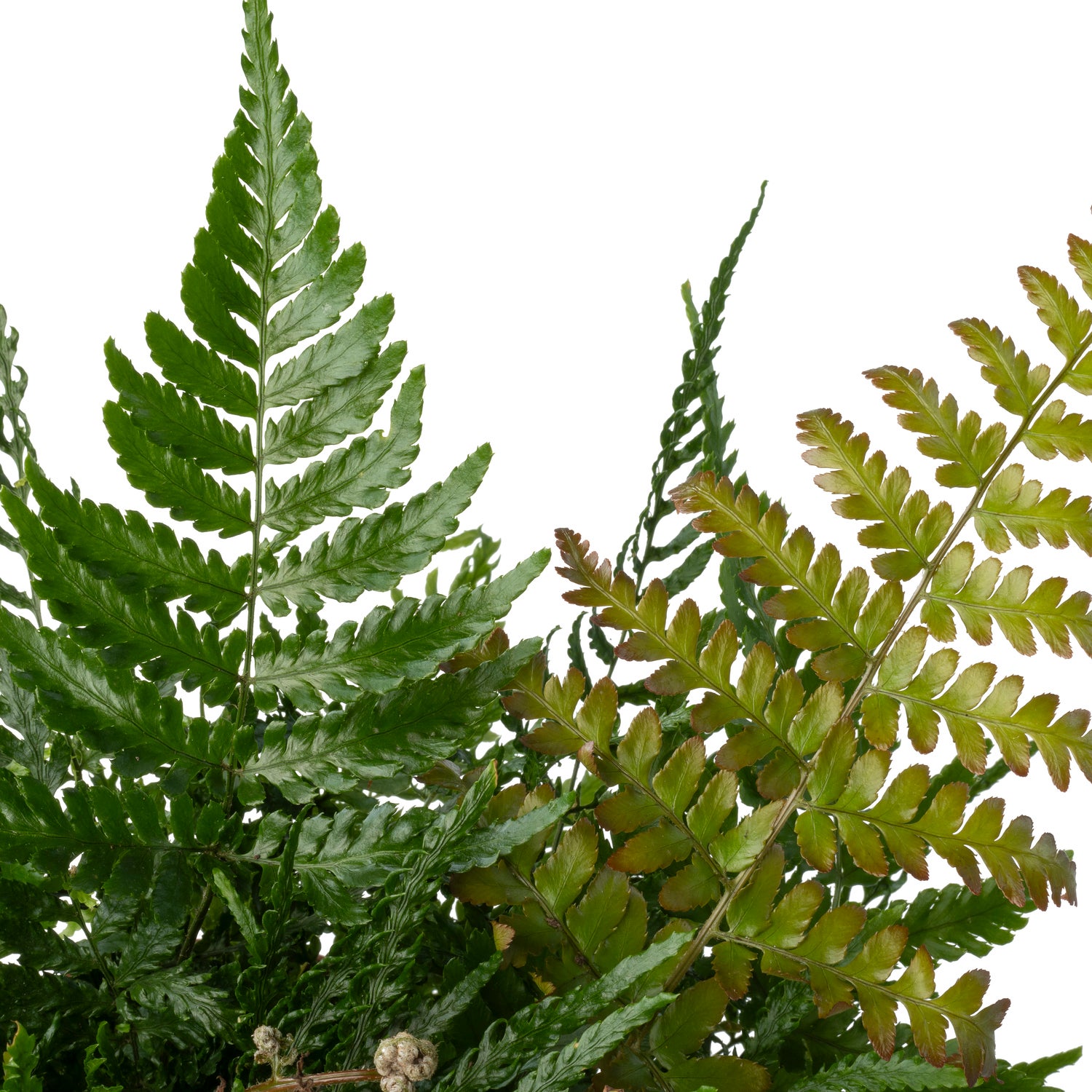 Biologische Herfstvaren (Dryopteris erthrosora) D 11 H 15 cm