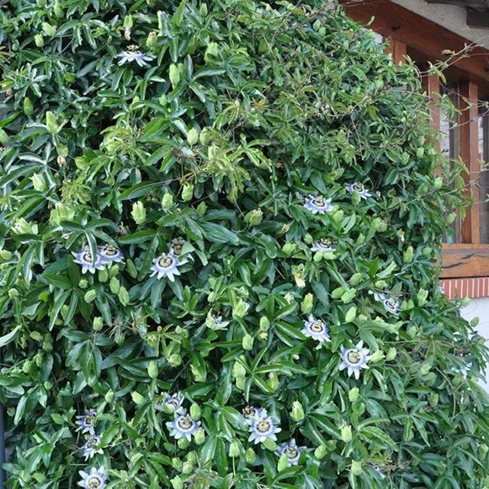 Passiflore caerulea - passiflora caerulea 3l