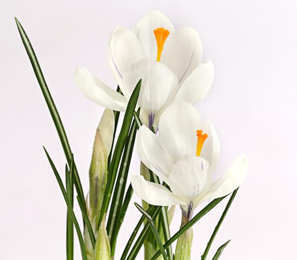 Krokus
