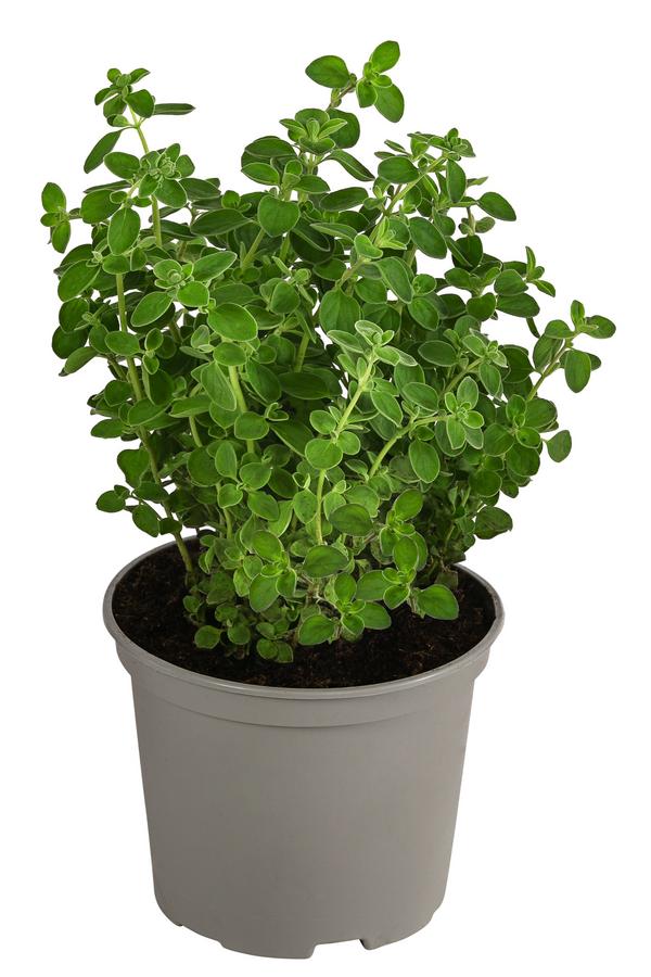 Dehner Gourmet Garten Majoran, einjährig