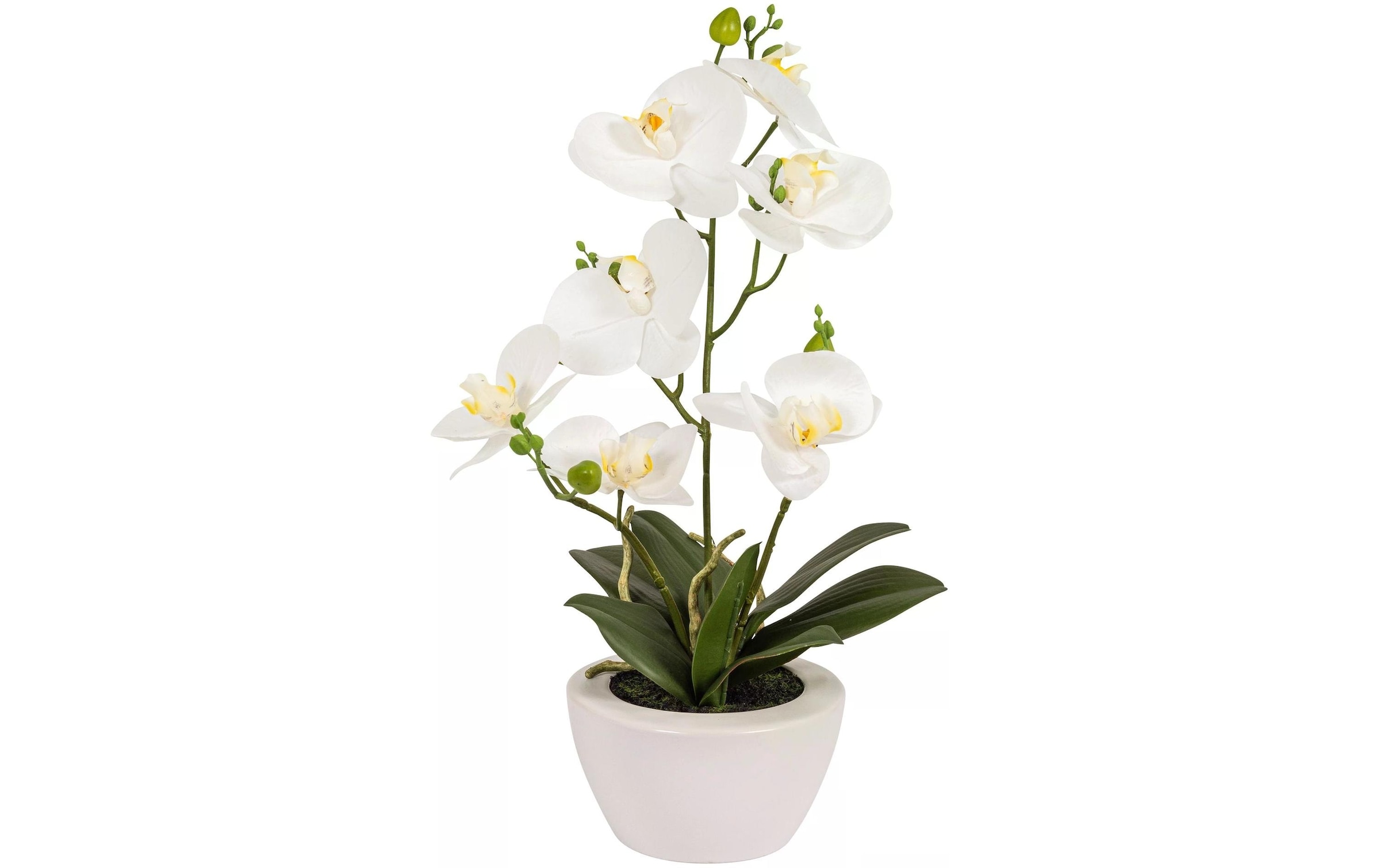 Botanic-Haus Kunstblume »Phaleanopsis im Topf 67 cm«