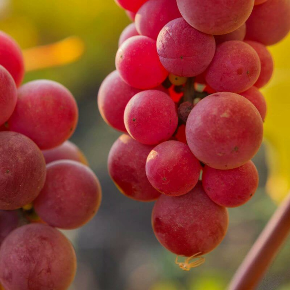 Vigne 'chasselas rosé' - conteneur 3l