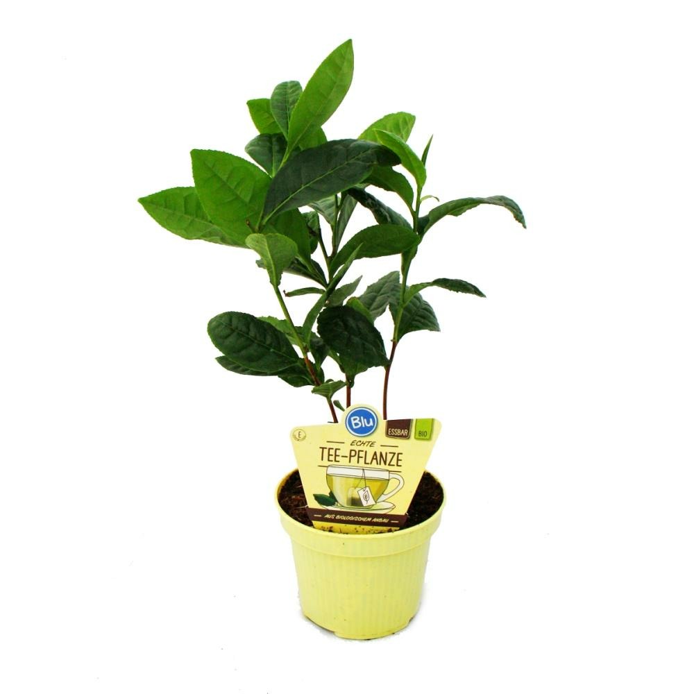 Véritable plante de thé - camelia sinensis