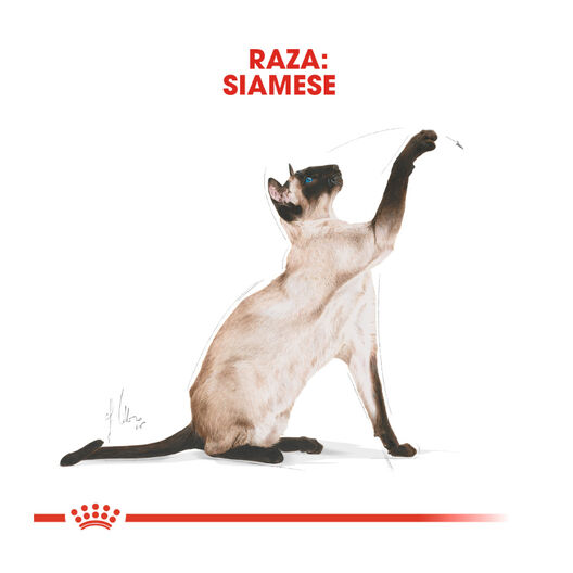 Ração Royal Canin para gatos siameses adultos