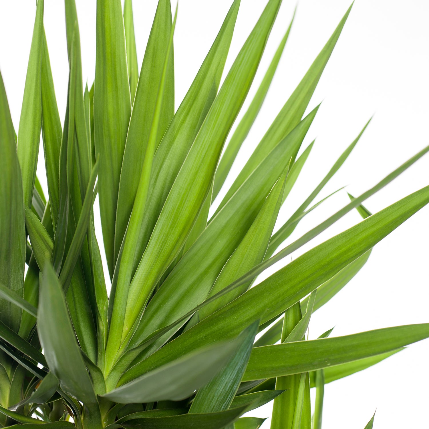 Yucca (Yucca elephantipes) D 27 H 130 cm