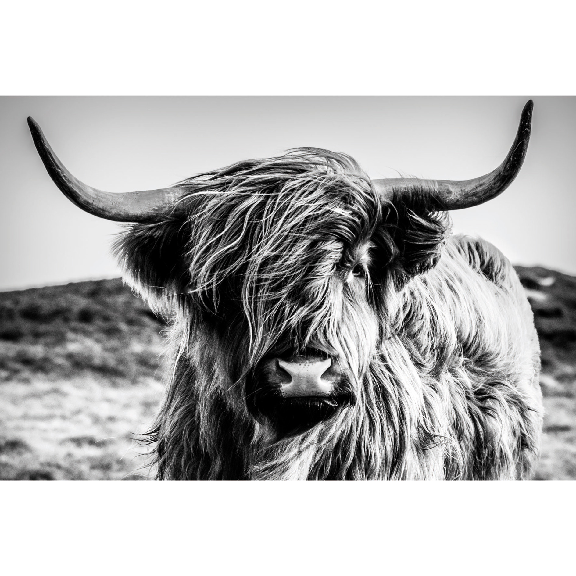 Keilrahmenbild HIGHLANDER - 90x60 cm