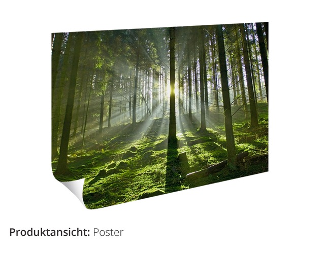 Artland Poster »Weisses Zwergkaninchen Baby« Wildtiere 1 Stk. tlg. als Poster, Wandaufkleber in verschied. Grössen