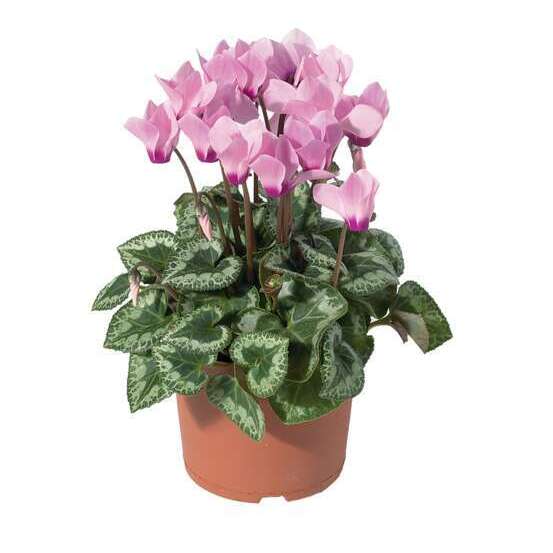 Mini cyclamen : pot D.11cm - Coloris variables