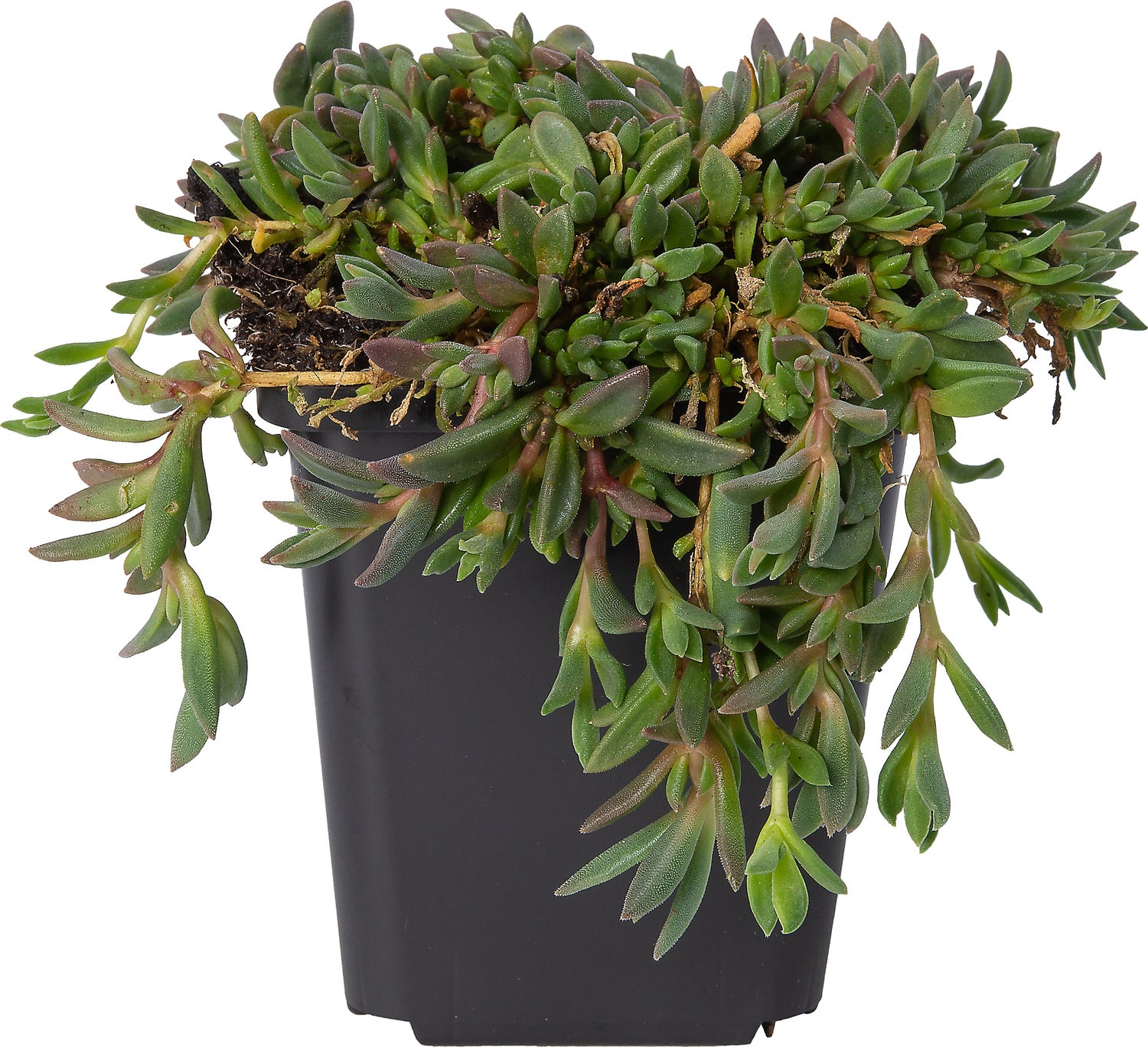 IJsbloem (Delosperma cooperi) D 9 H 10 cm
