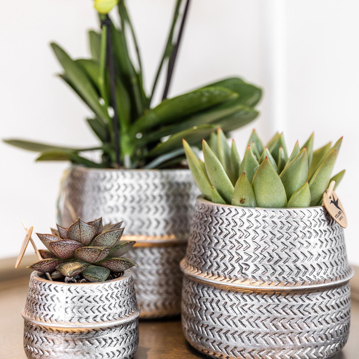Plante d'intérieur - duo orchidée phalaenopsis blanche et crassula ovata et leurs caches-pots en céramique argentée 35cm